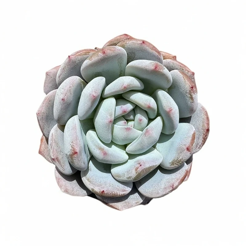 圆叶星影多肉【满19包邮】