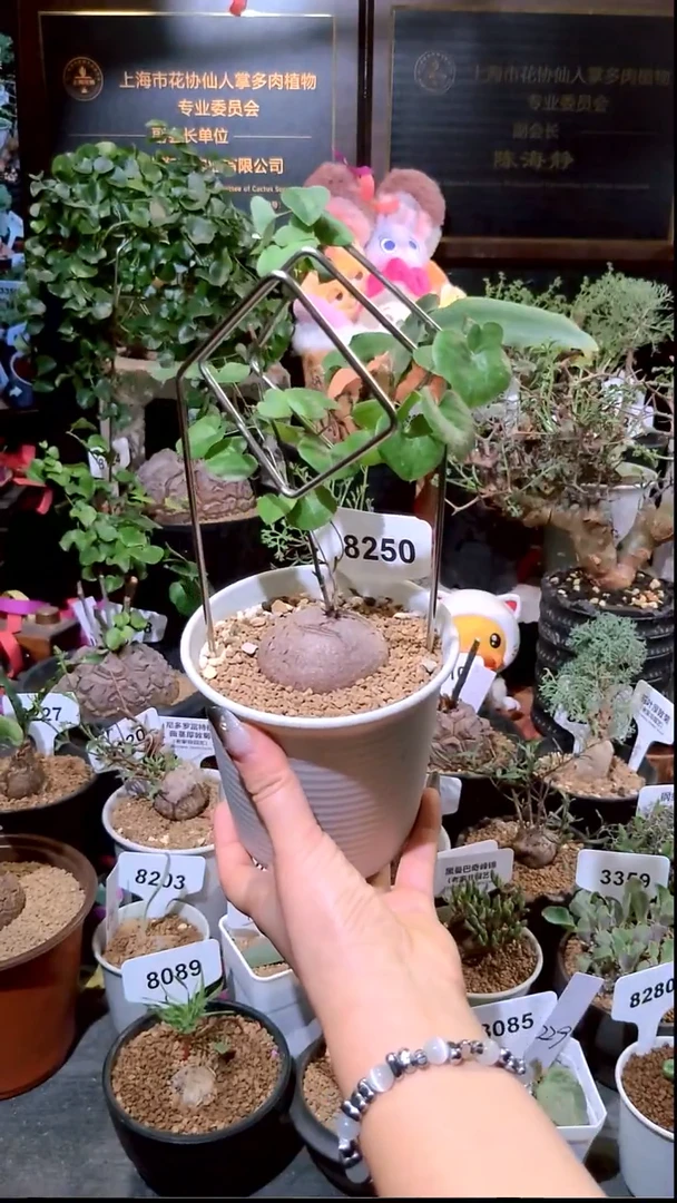 8250号0104精品植物南非龟甲龙单颗