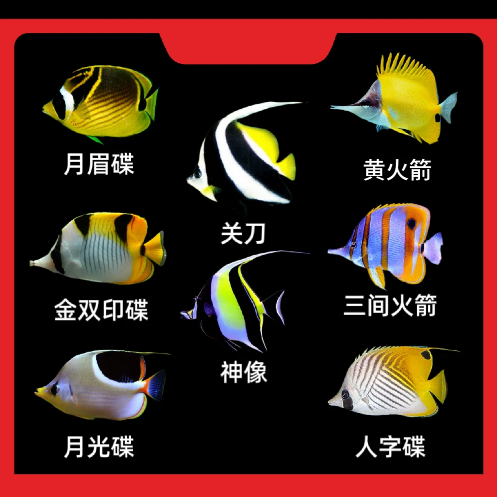 蝶类海水鱼-一物一拍随时改价（以直播间挑选的尺寸及品相为准）