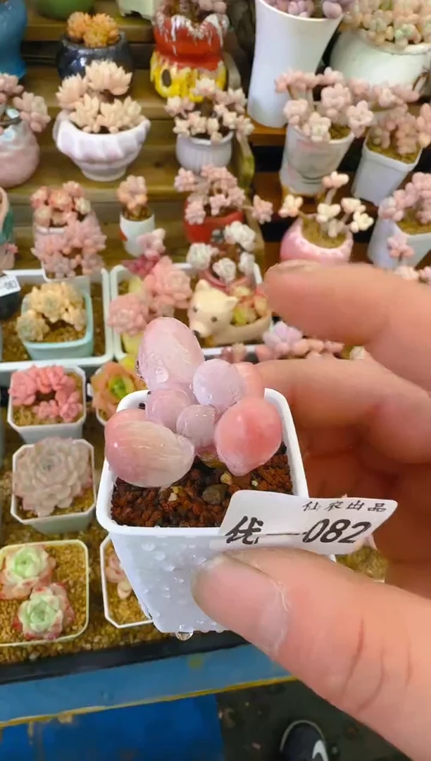 【闪购商品】优—082—仙农（龙珠奶)