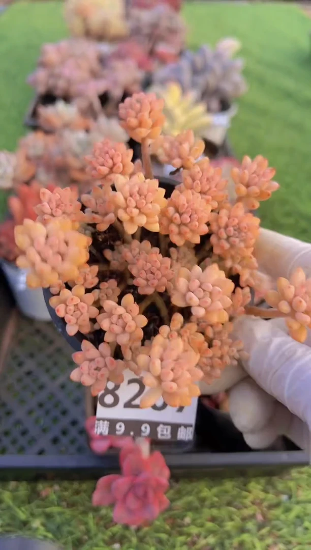 【闪购商品】信福多肉一物一拍