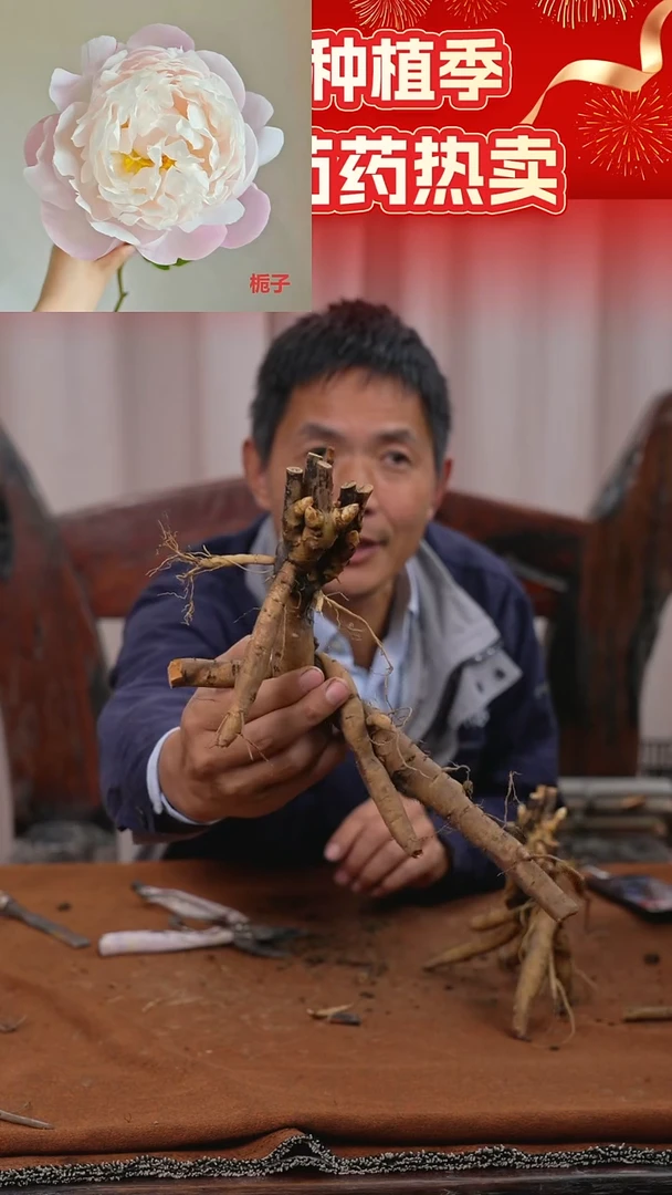 【晚间原颗芍药一物一拍】3号