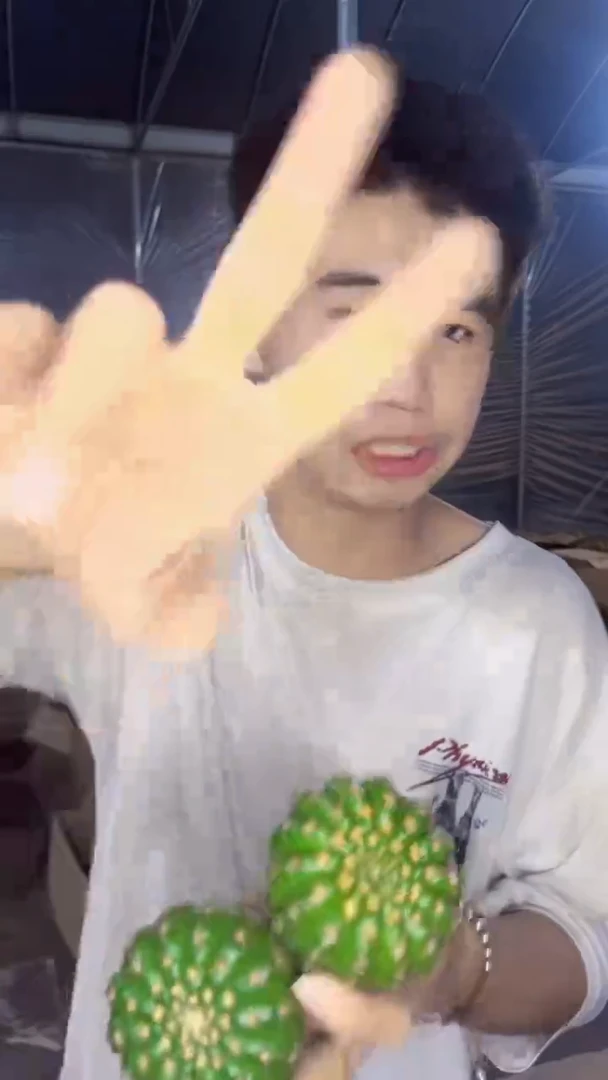 2颗 实生根 单头 眩美玉