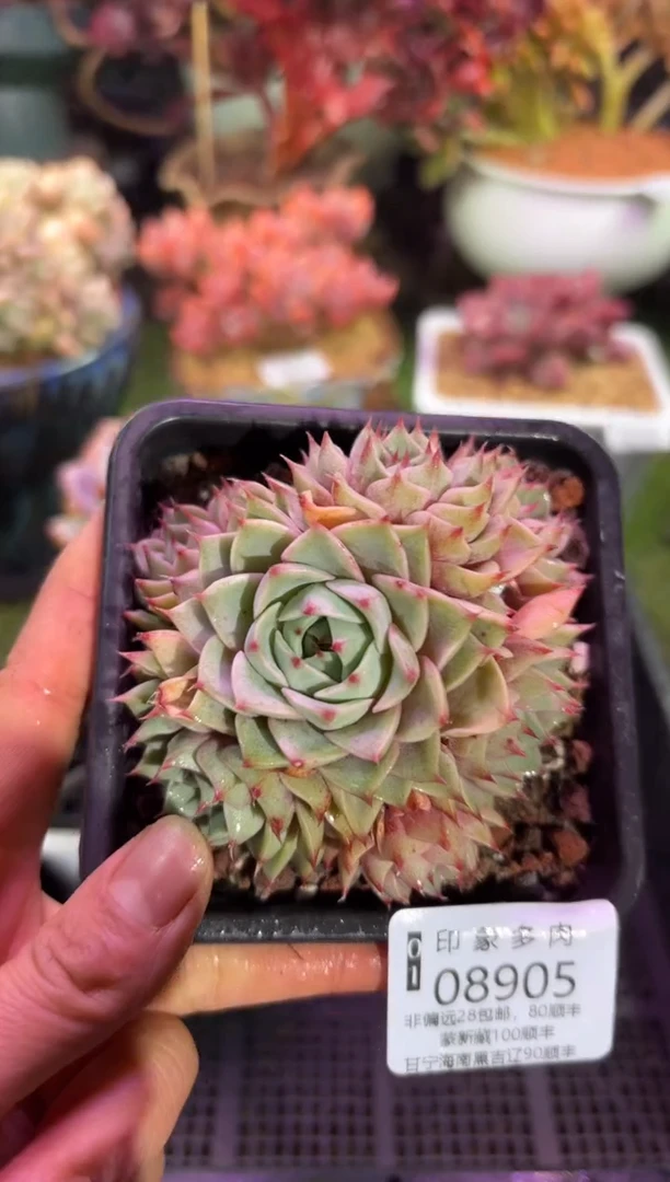 【闪购商品】08905