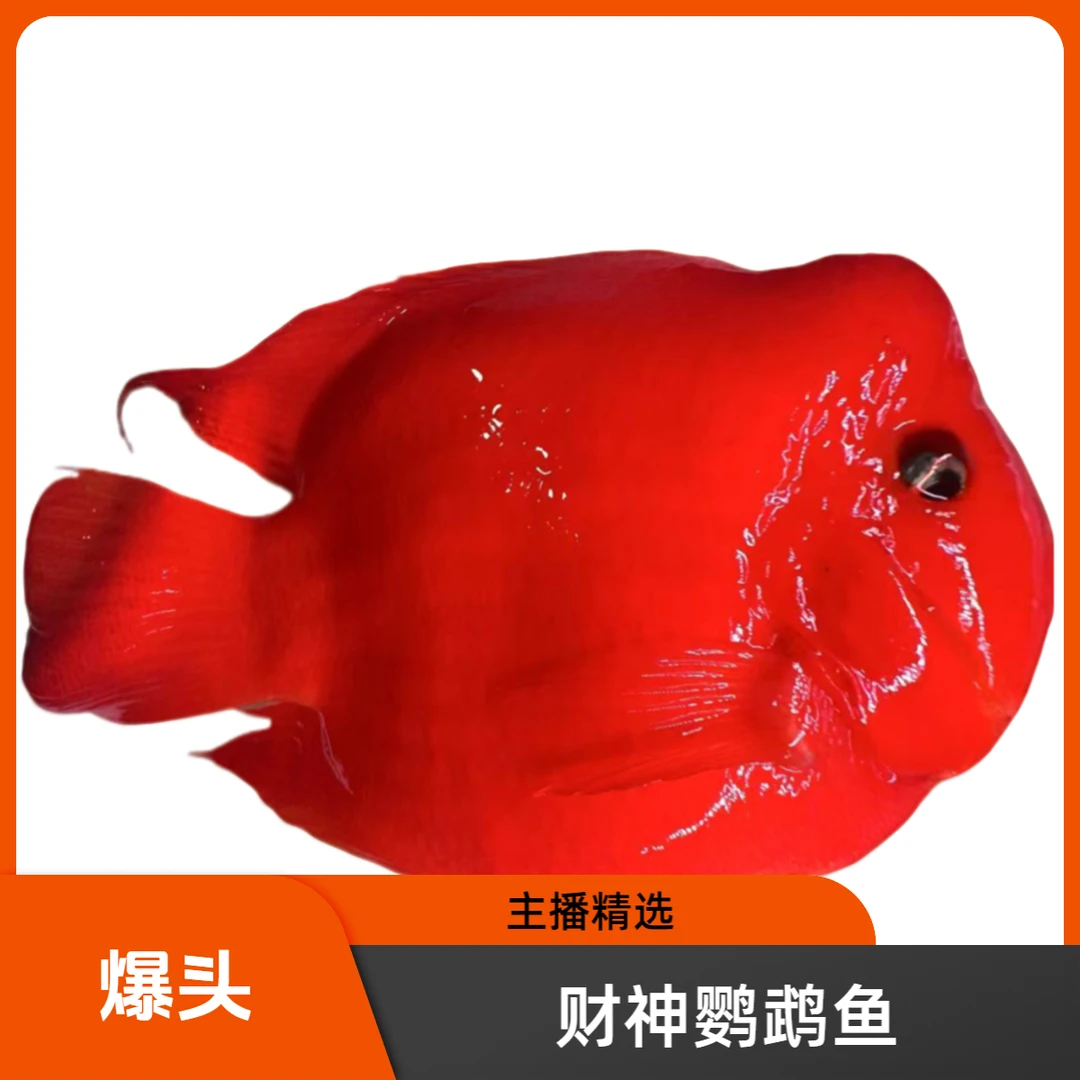 【22-23cm】财神鹦鹉鱼 血红鹦鹉鱼活体中大型热带观赏鱼混养