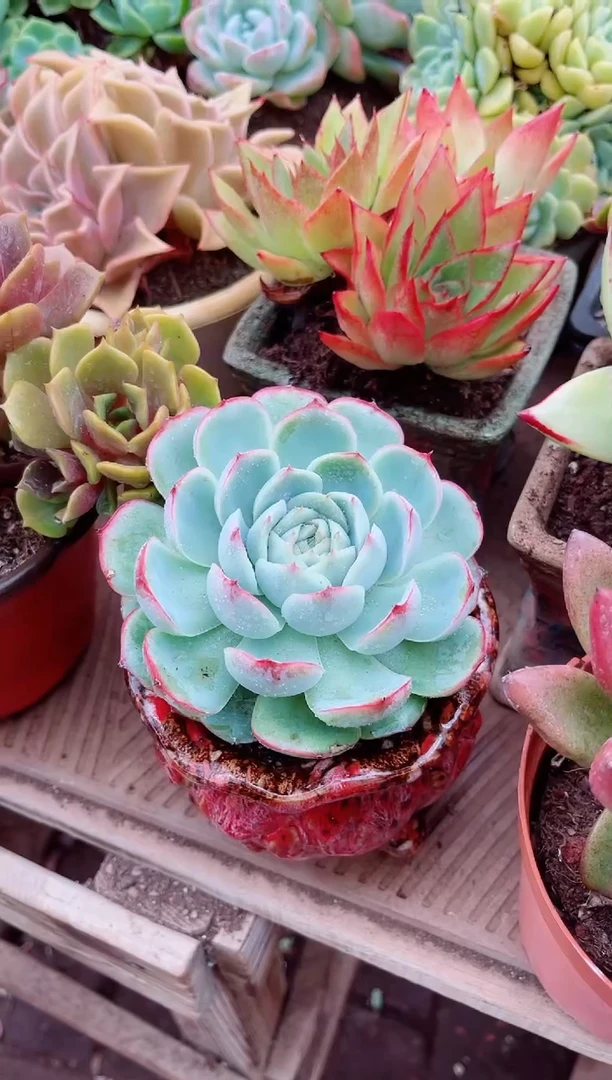 ?****٭26015多肉植物一物一拍