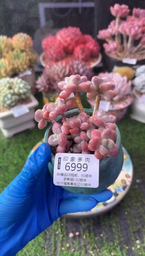 昆明印象多肉6999