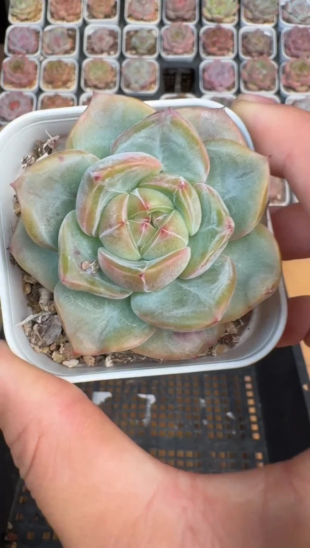 999X 珍妮多肉(6.5cm杯）一物一拍 带盆土发