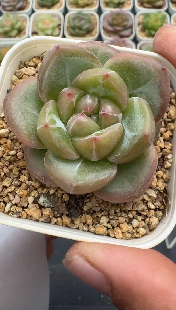 489E云禹多肉植物 带盆土纸巾打包 3颗包邮