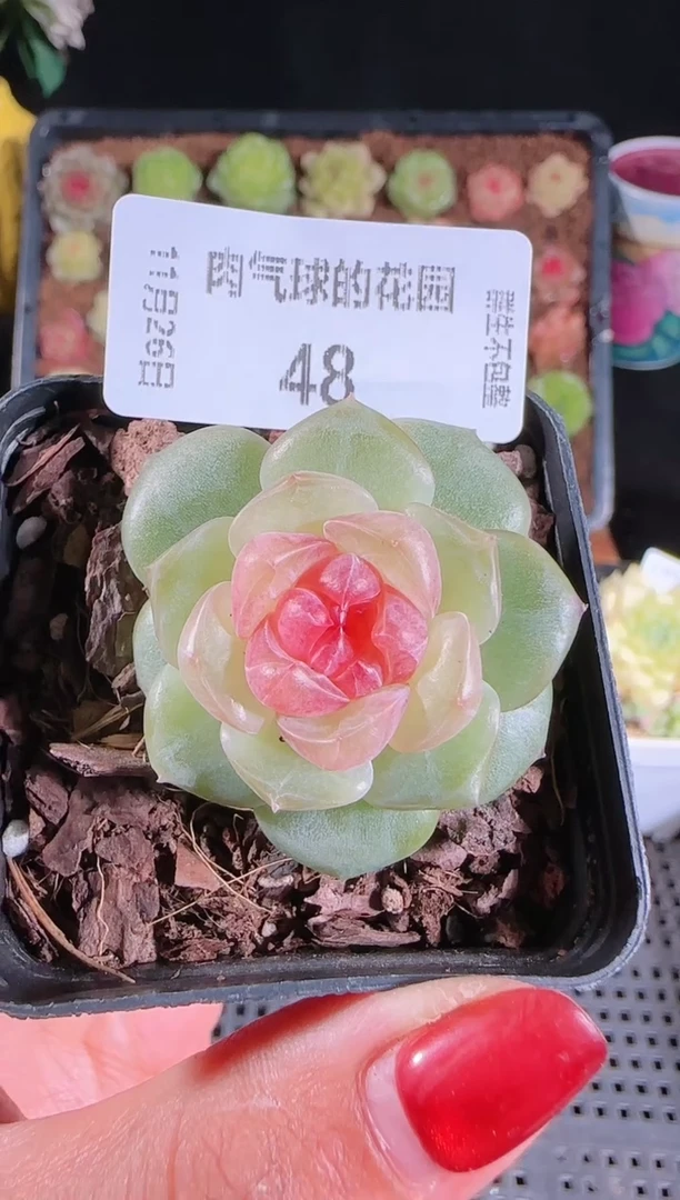 1126-48bl-4群生不包整