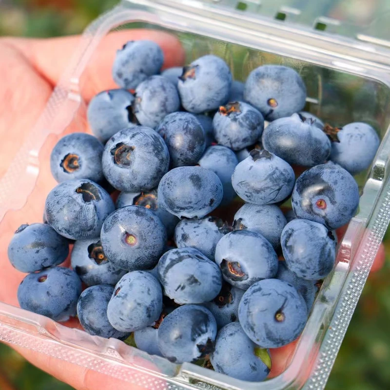 顺丰空运新鲜水果云南蓝莓鲜果当季现摘现发优瑞卡整箱顺丰空运