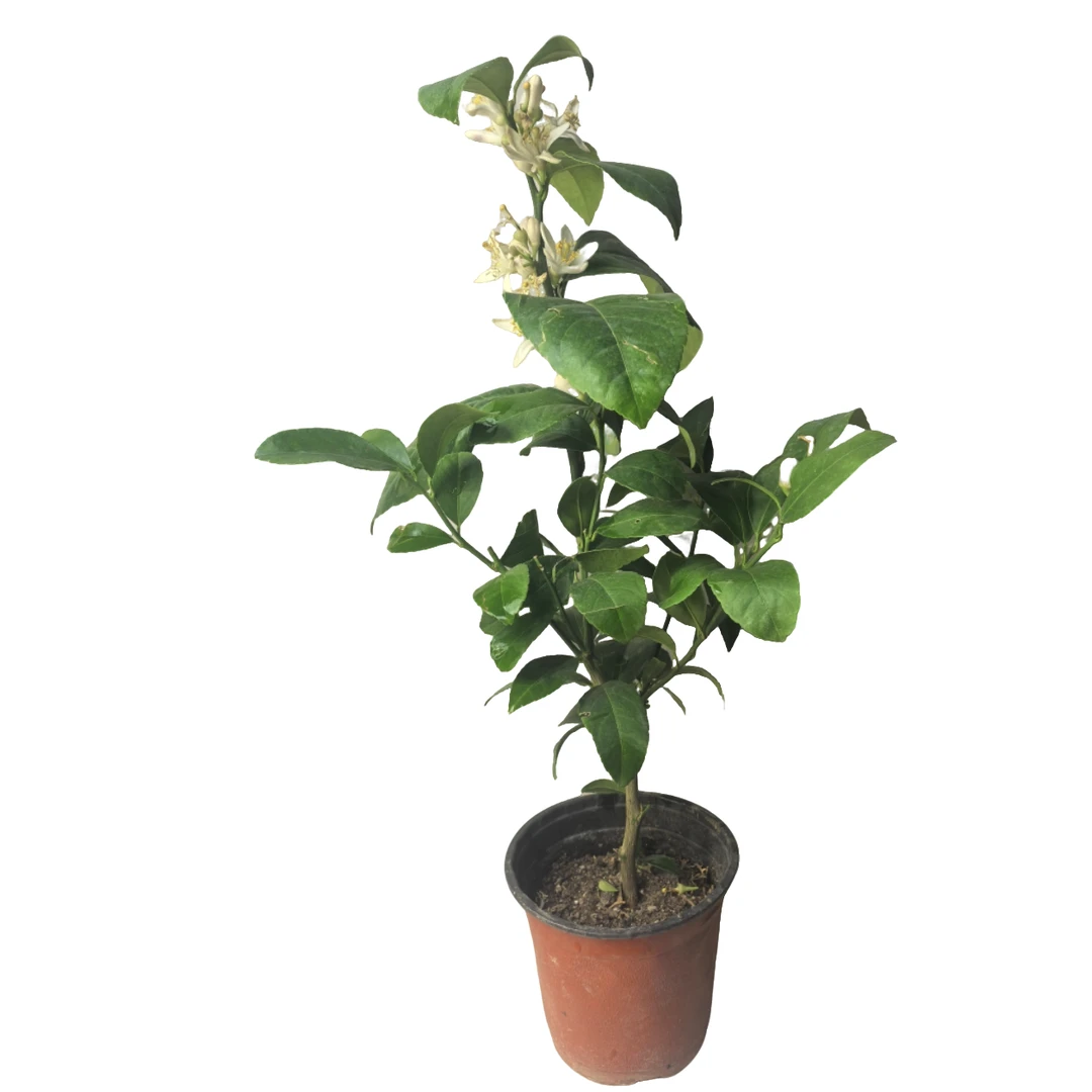 香水柠檬树苗果树盆栽四季带花室内阳台庭院绿植好养