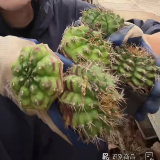 二妹园艺【 5颗  丽蛇牡丹    实生根 】脱土随机发货