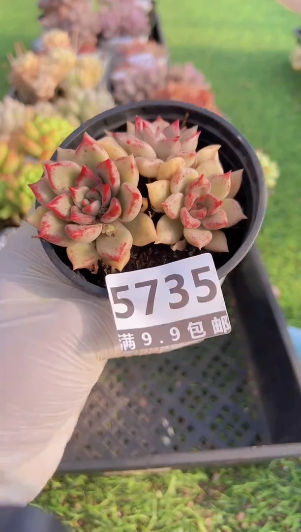 【闪购商品】信福多肉一物一拍