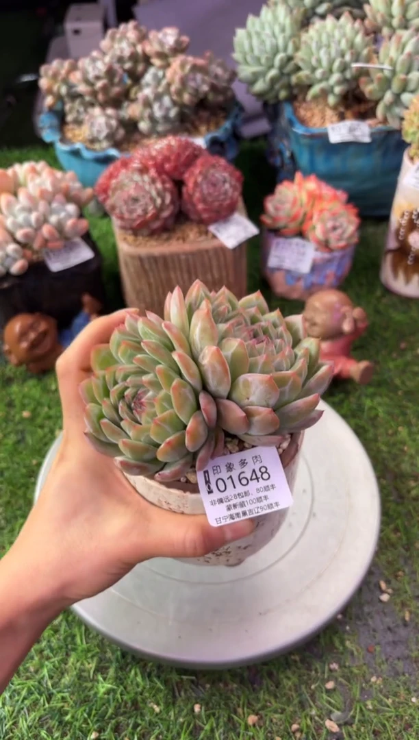 昆明印象多肉01648