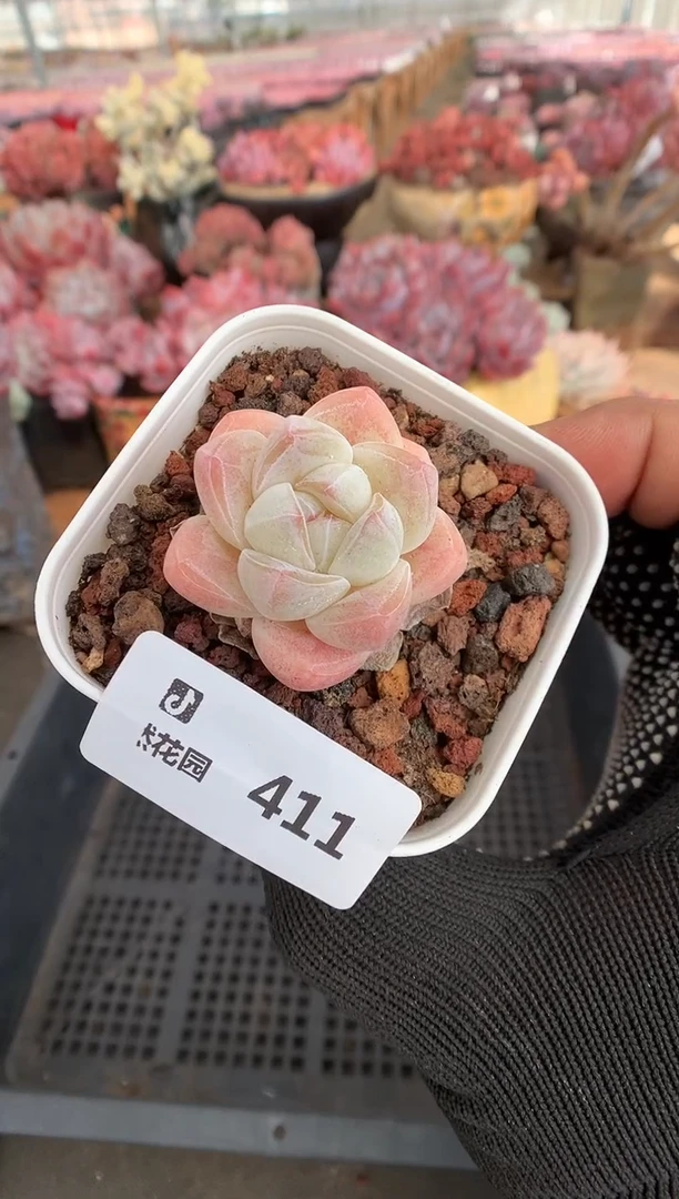 411冰玉一物一拍888