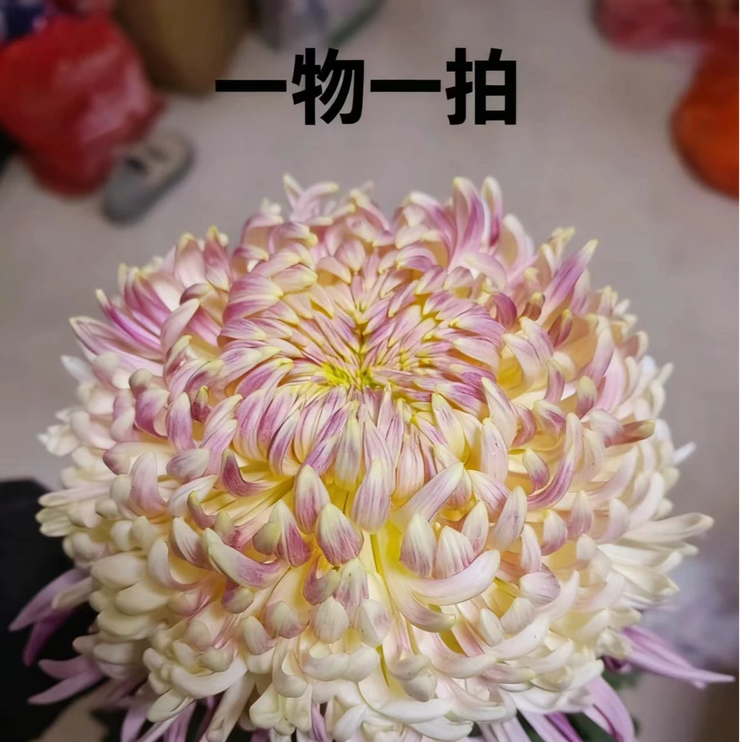 九月大菊（一物一拍跟苗处理）断枝断花苞不售后发货