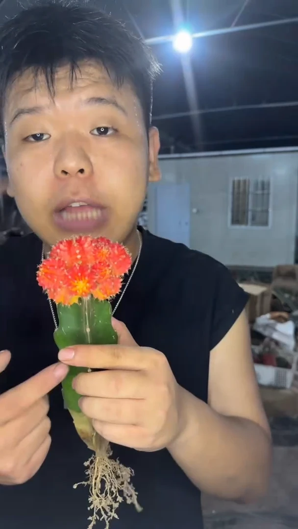 3颗 橙红彩带【嫁接】