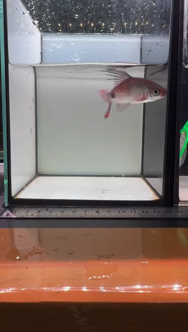 海水鱼克里11111