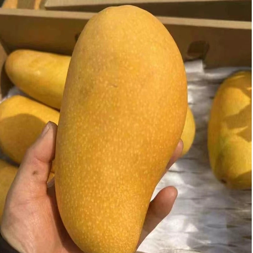 一片光芒金煌芒一箱毛重5.5斤