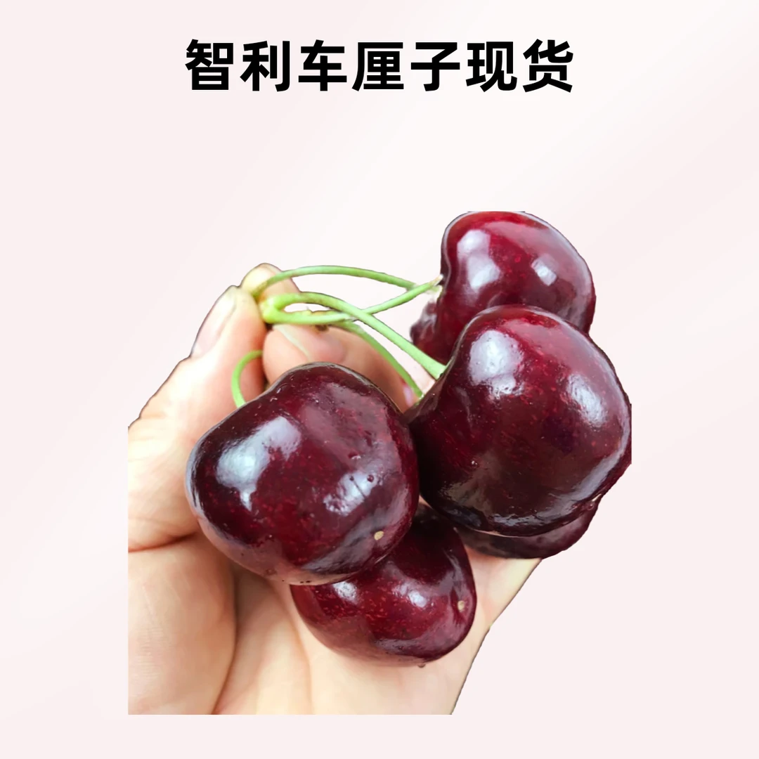 【JD加大】  海运新鲜日期发货进口车厘子原箱包装10斤  Bing（纯冰）