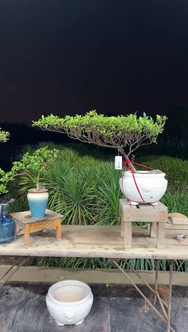 【闪购商品】盆景海岛栀子花