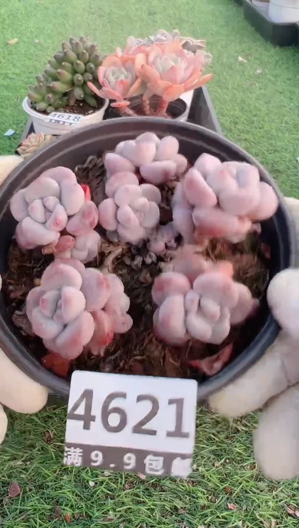 【闪购商品】信福多肉一物一拍1