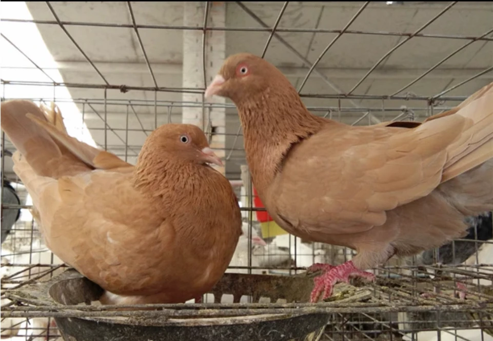 大青年 三月龄 鸽用 米玛斯 大青年 鸽用品卡奴