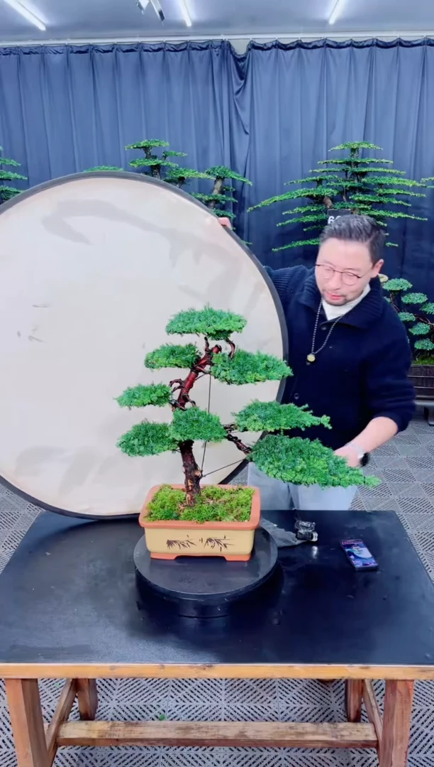 无花朵盆景........