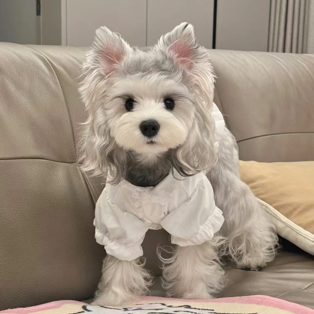 直播间挑选狗狗，一物一拍
