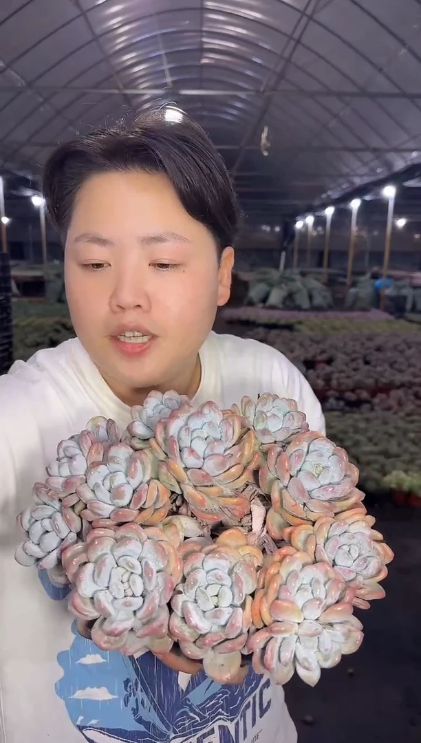 大号香水群22CM 12