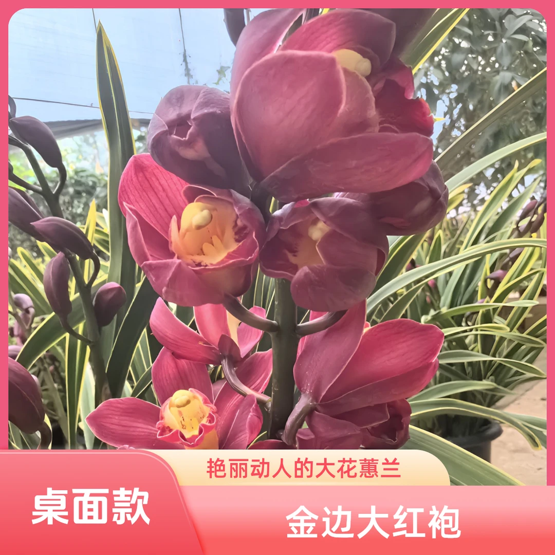 兰花-大花蕙兰（金边大红袍）室内桌面款