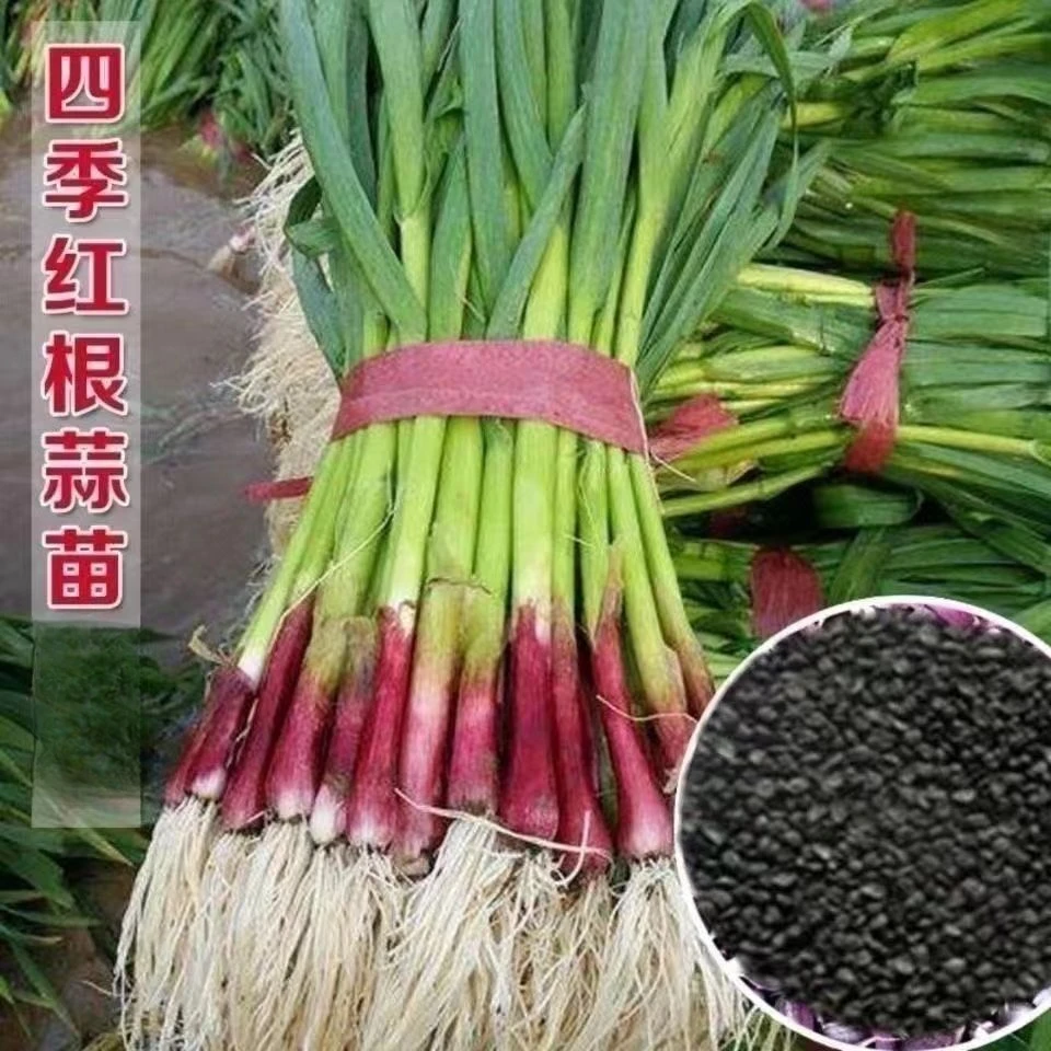 四季宽叶蒜苗红头香蒜种子蒜头硬叶蒜苗种子秋冬阳台泡沫箱种植