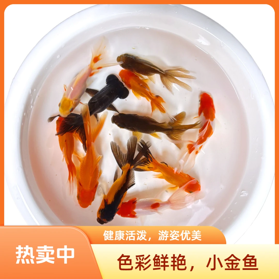 【活体】优质金鱼鸿运当头丹顶狮子头小金鱼观赏鱼冷水鱼