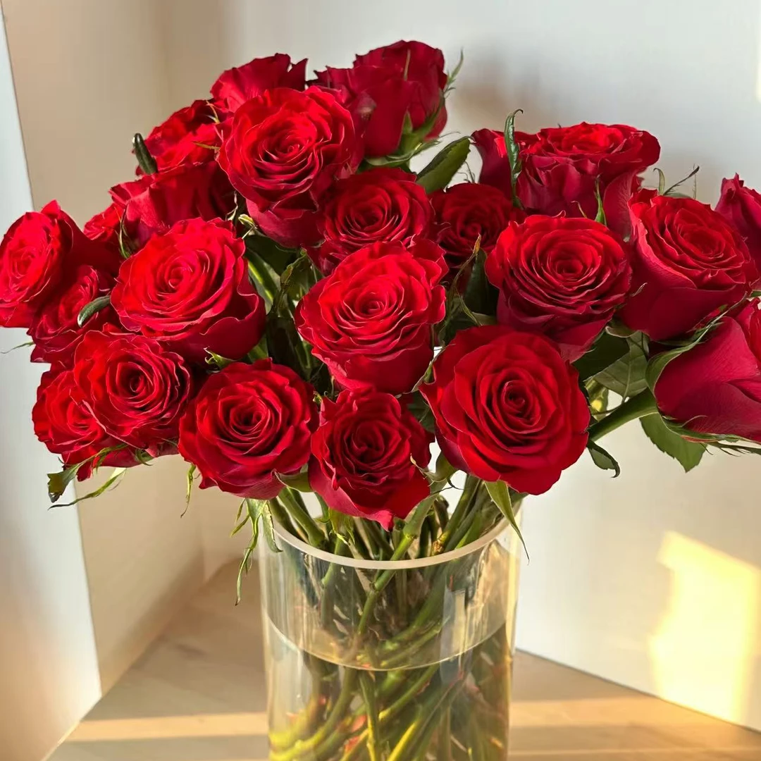 高原红玫瑰  10枝