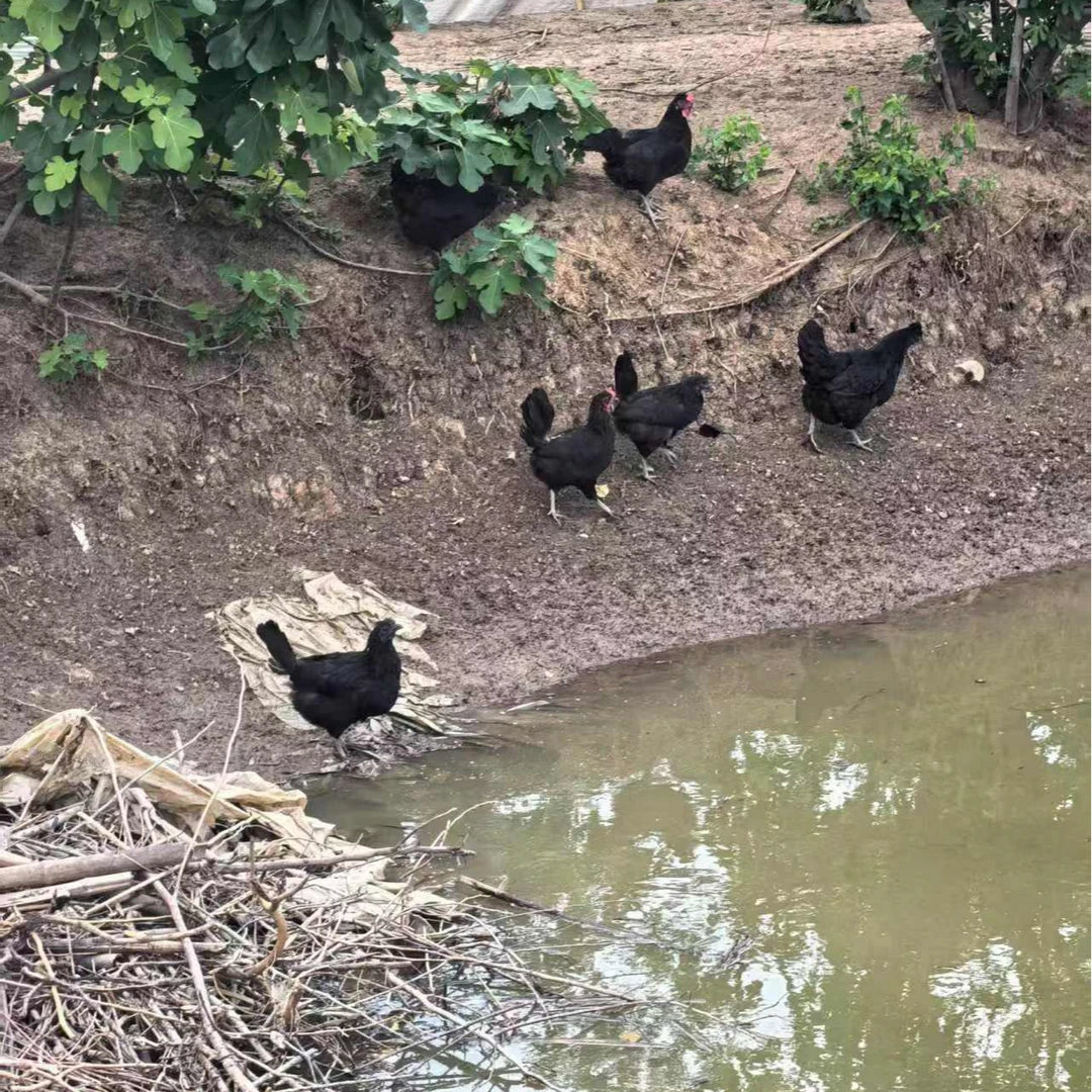 【孝笑书记推荐】安徽农家本地乌鸡