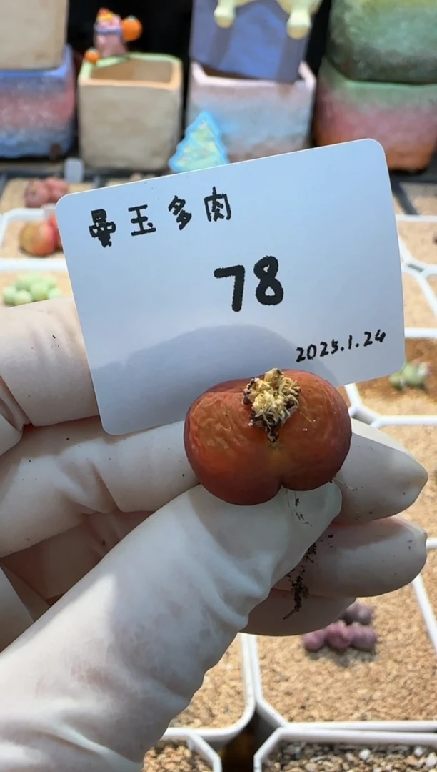【闪购商品】25.1.24-78
