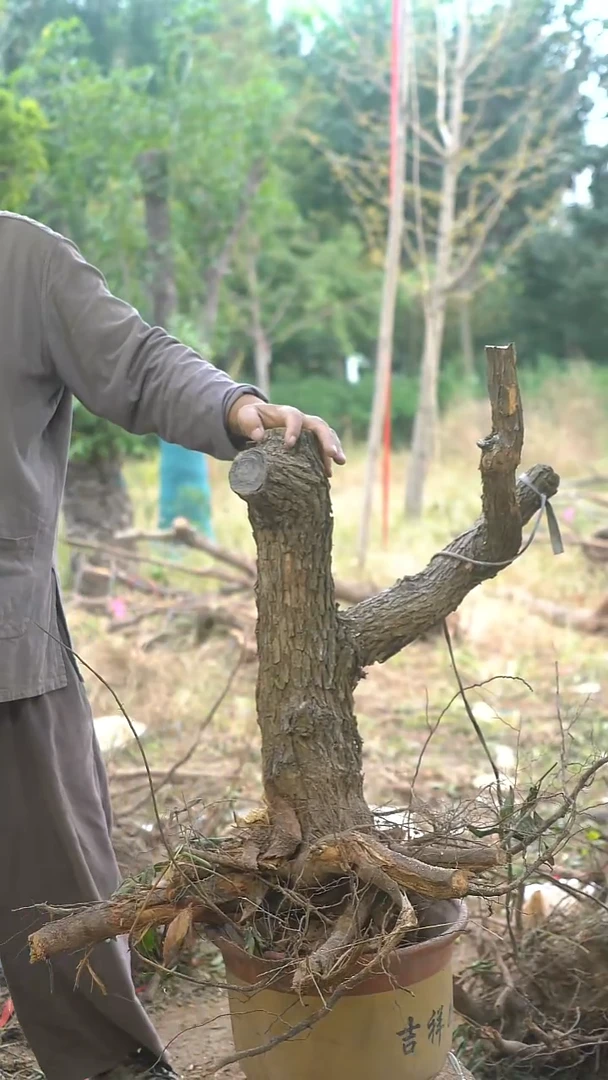 完全开放枣树0019