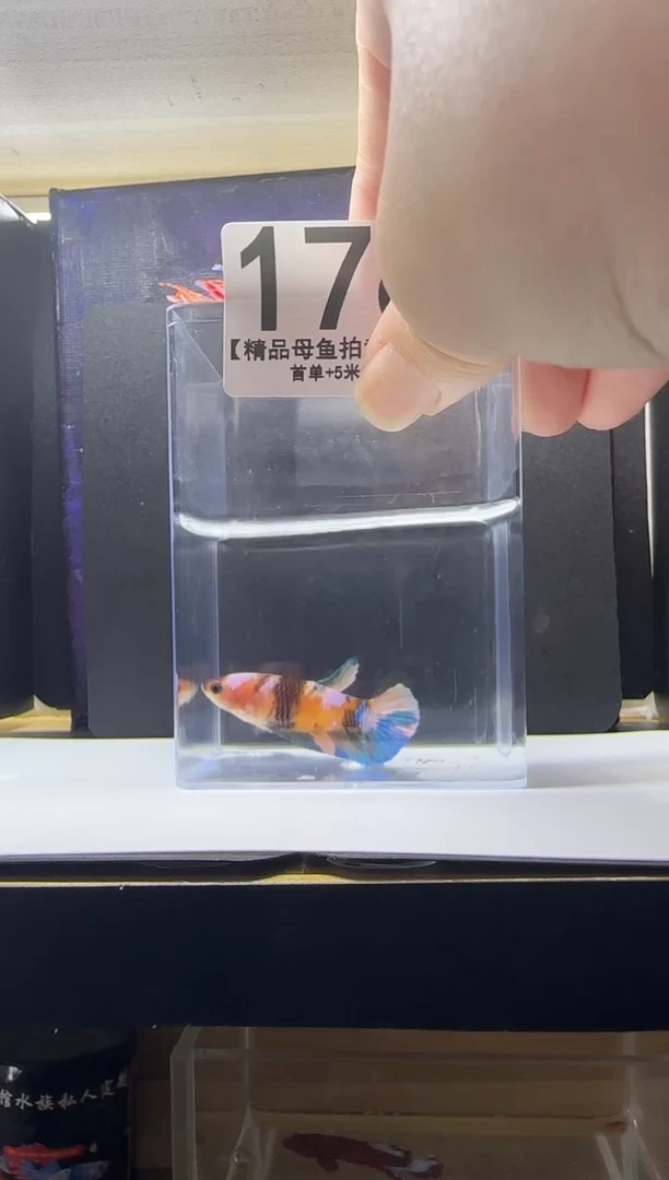 斗鱼母鱼编号：176