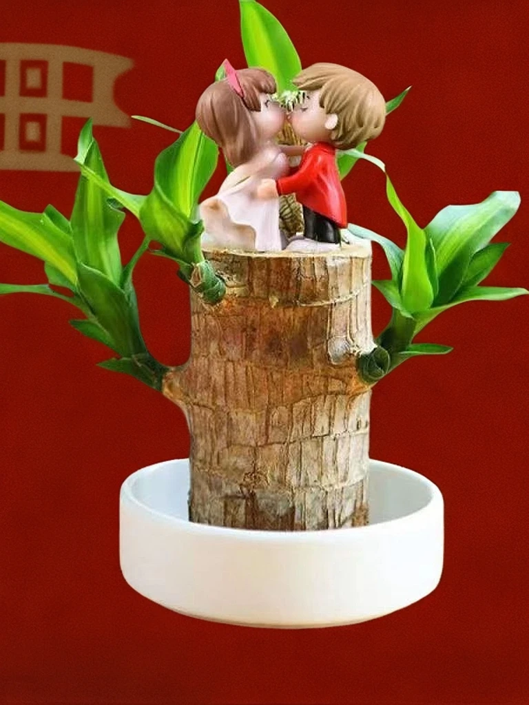 带芽叶发货巴西木办公桌懒人新长期水培植物