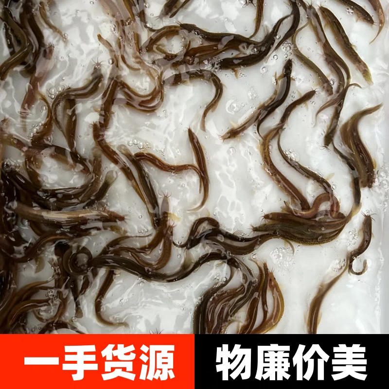 泥鳅苗鲜活活体饲料鱼喂鱼喂龟筏钓养殖台湾泥鳅活饵