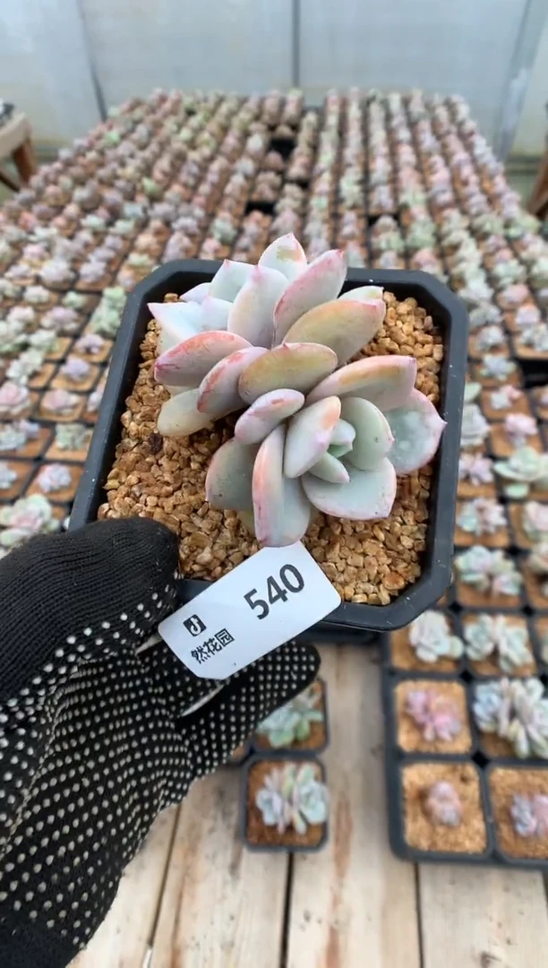 540奶茶一物一拍