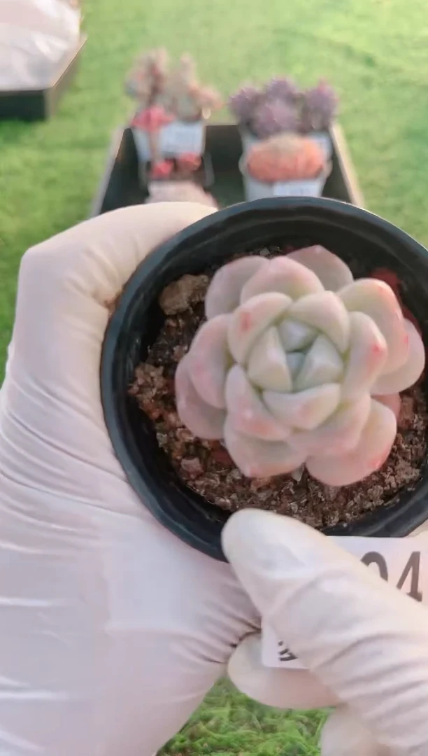 【闪购商品】梦会多肉一物一拍