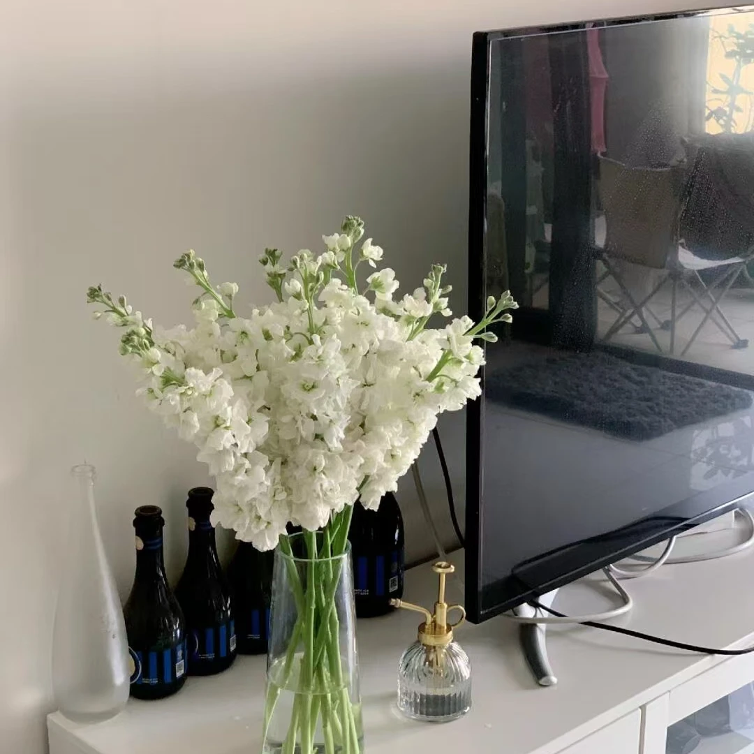 白色紫罗兰5支带香味（今天拍明天到全场任意两单包邮到家）