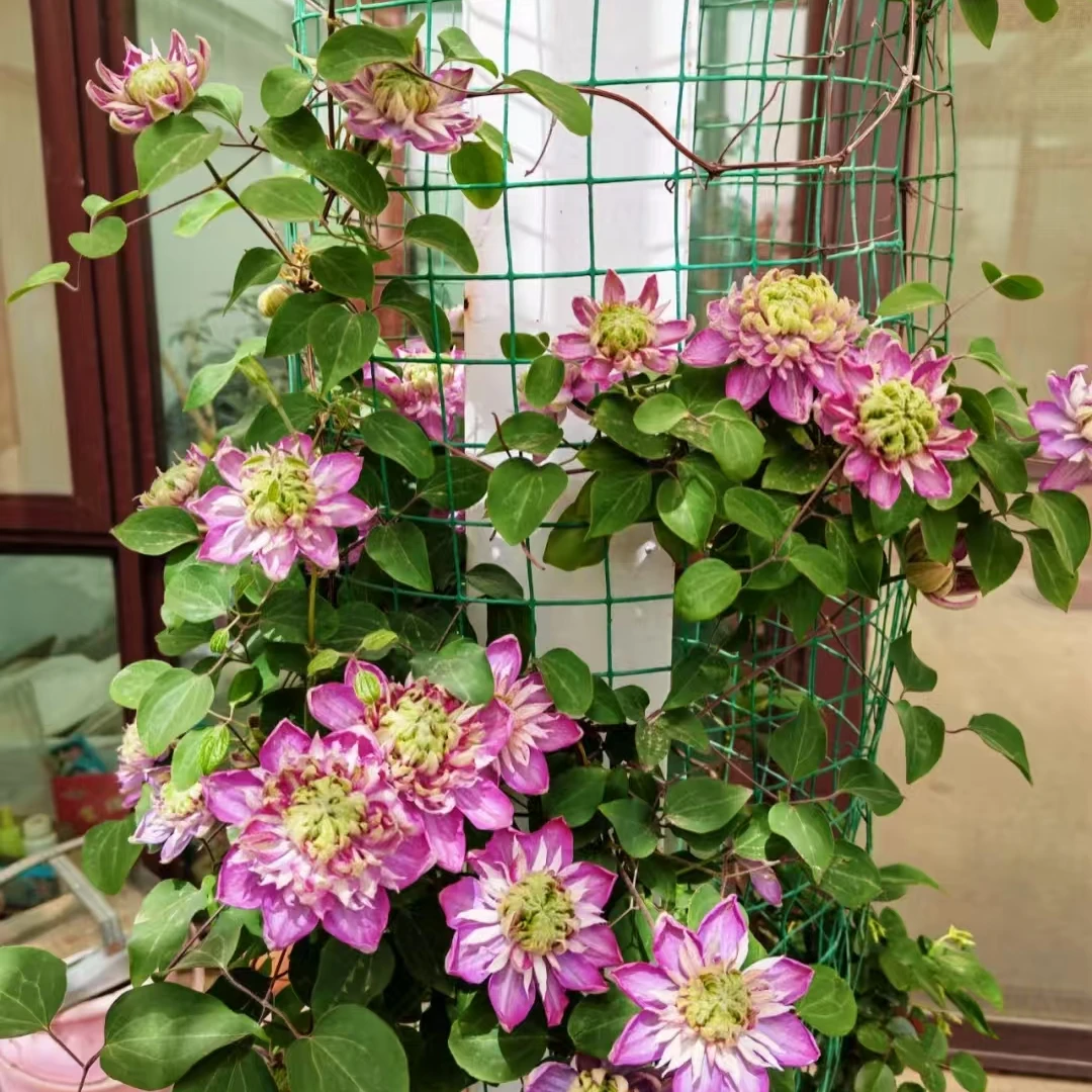 铁线莲 宽皇二类勤花南北方耐寒耐热阳台庭院种植