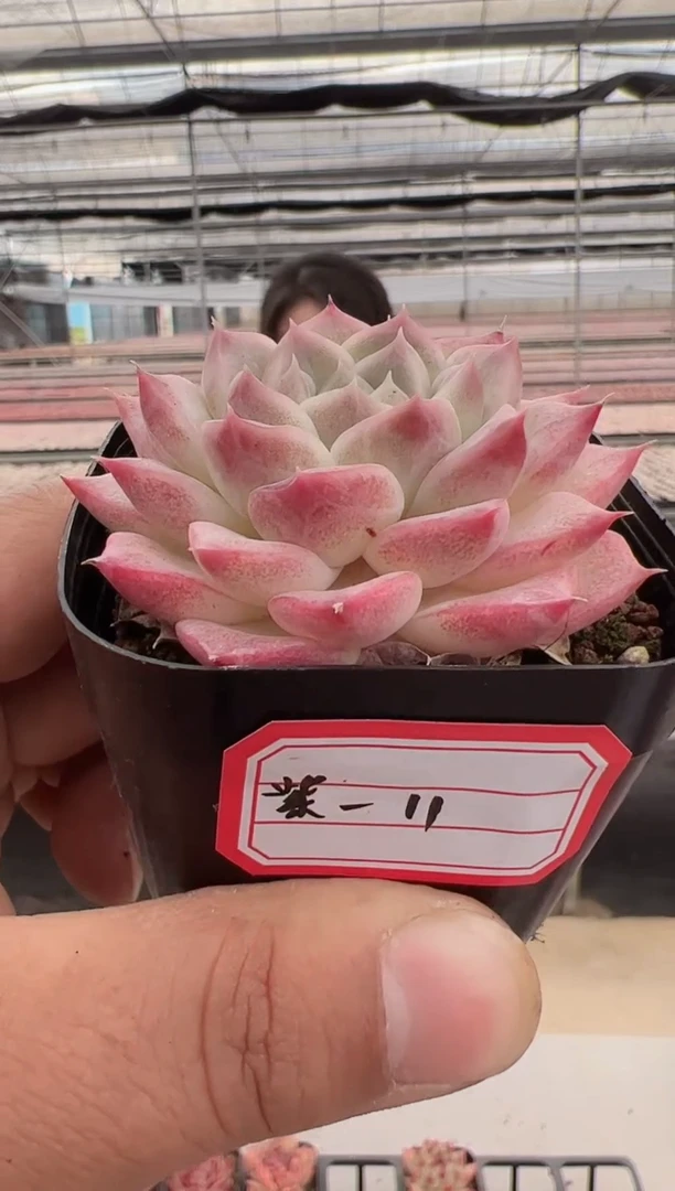 【闪购商品】紫芙-12