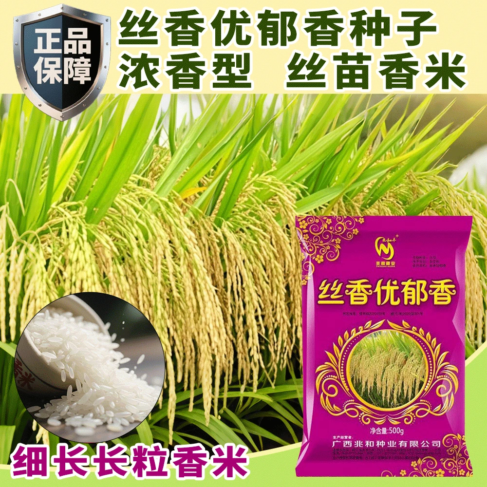 丝香优郁香大米水稻种子产量优秀谷种猫牙米稻谷抗病抗倒伏水稻种