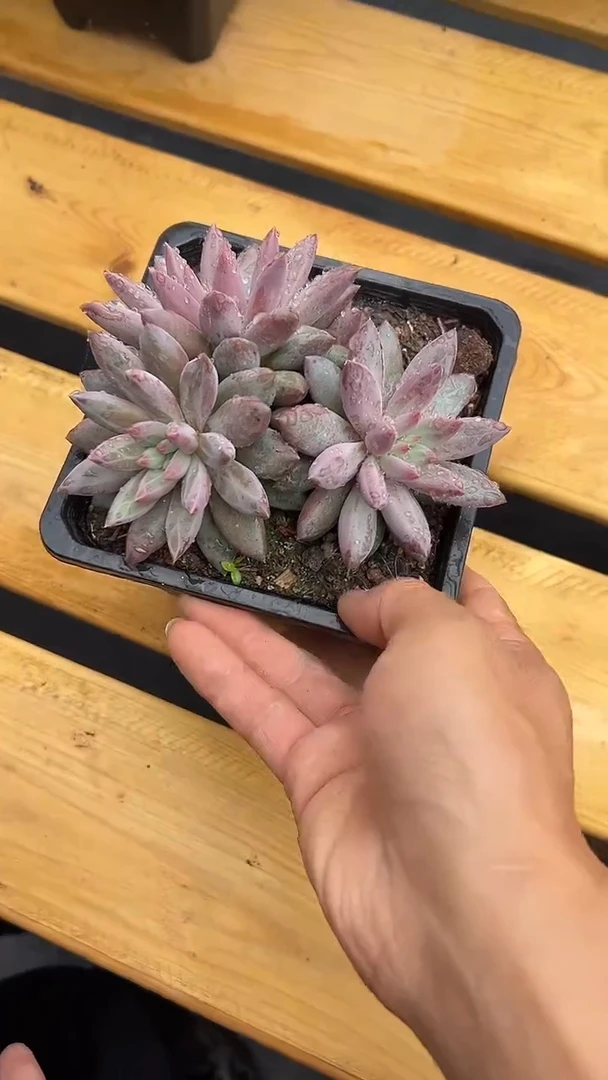 羽毛虞美人