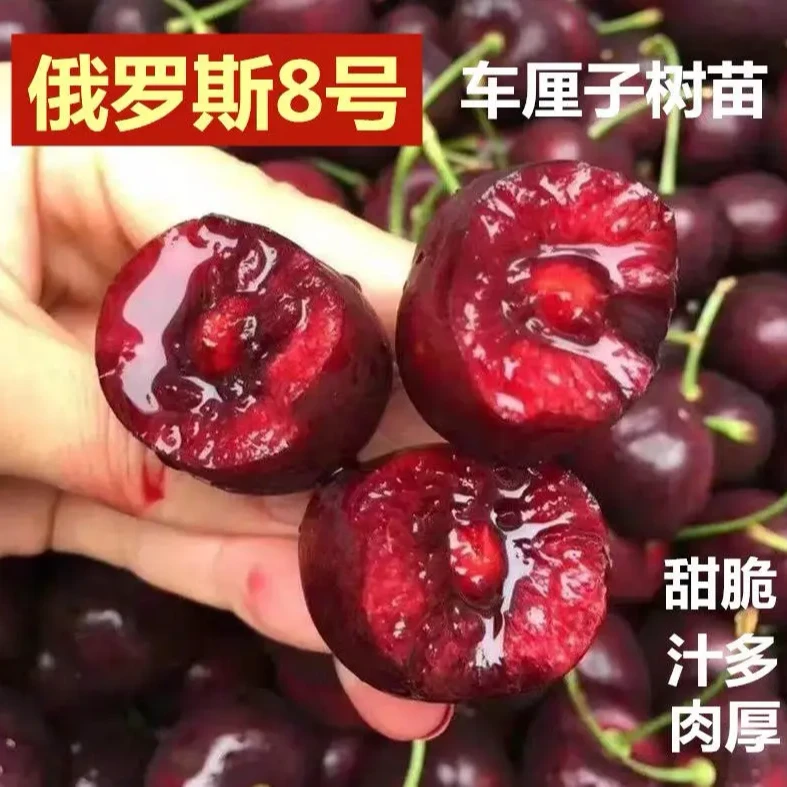 （热卖）智利俄八车厘子樱桃树苗（6年大苗2.5-3公分粗度)
