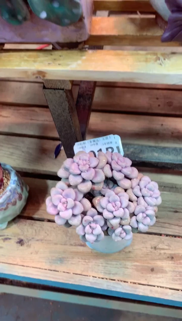 301P（一物一拍，精品多肉，所见即所得 ）